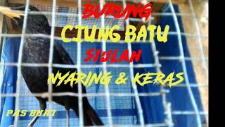 Download lagu Siulan nyaring & keras ciung batu pas buat masteran mp3 Download lagu Siulan nyaring & keras ciung batu pas buat masteran mp3