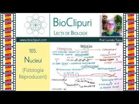 105. Nucleul - Fiziologia reproducerii