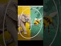 Elephant Mixing With Bumblebee Cute And Funny Hybrid Animal Shorts