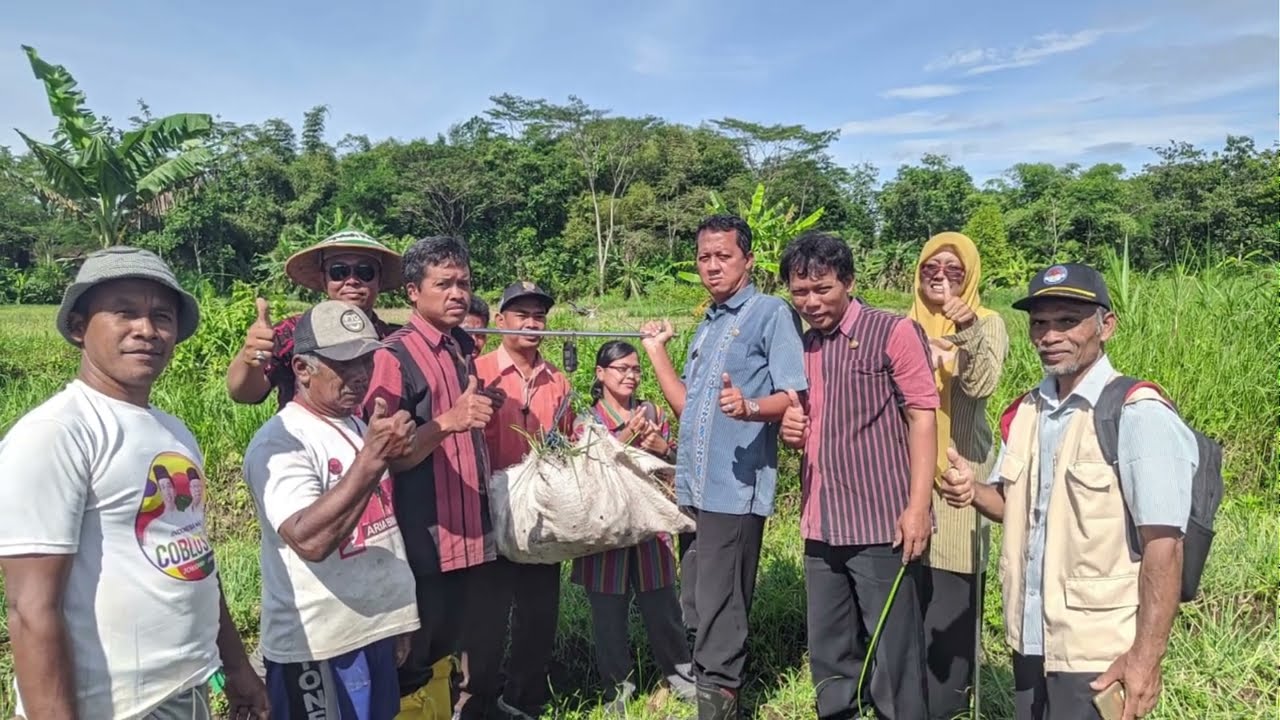 Panen Bawang Merah Poktan Mardi Rahayu Kecamatan Prambanan Klaten