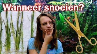 Hoe SNEL groeien planten? WANNEER moet je SNOEIEN?  //Nickey//