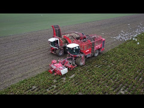 Sugarbeet Harvest | Verveat Q621 |  suikerbieten rooien | 2022 | Agrifac | John Deere 6439 | mullié