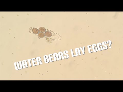 Tardigrade Tuesday Ep. 2 - Eggs and Molts