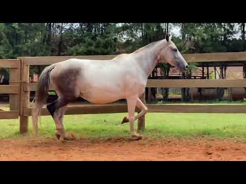 05 Dama MK Vila Forte