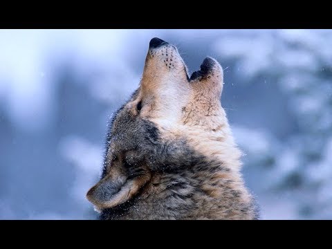 BiG WoLF Aka PsychoPaTh - ESTRADA