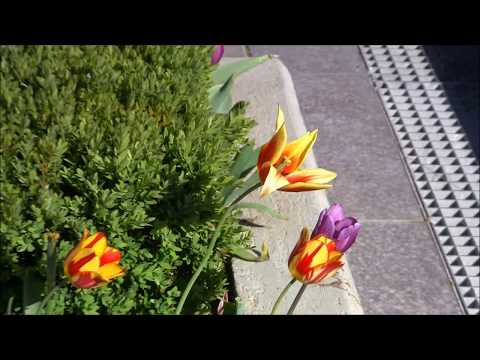 Helló Nyíregyháza-2018. 04. 20.