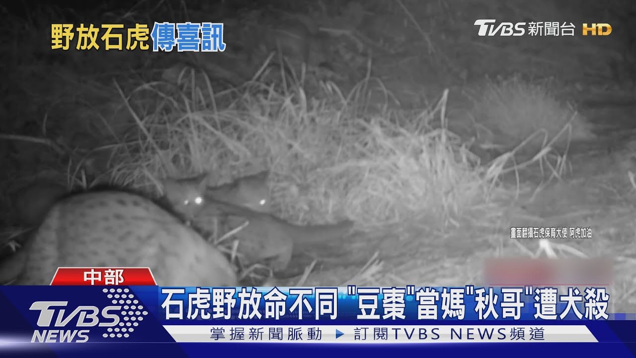 石虎野放命不同 「豆棗」當媽「秋哥」遭犬殺