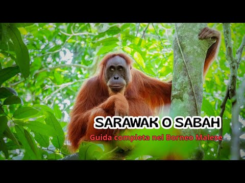 Sarawak o Sabah | Guida completa per creare un viaggio personalizzato