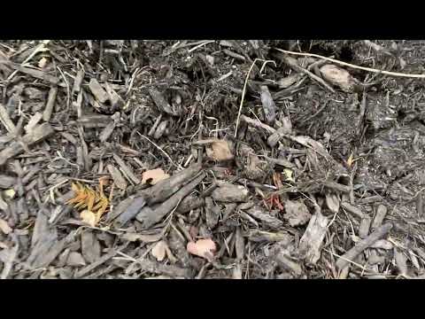 Treating for Odorous House Ants in Wanamasa, NJ