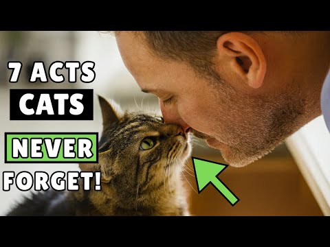 7 Acts of Love Your Cat Is Begging You to Understand (Before It’s Too Late)