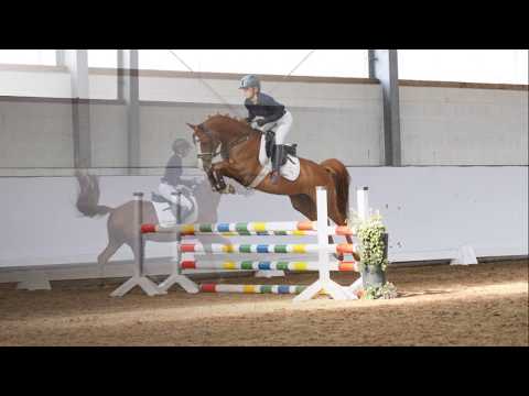 TWISTER 6j. Fuchswallach v. Top Berlin SPRINGEN