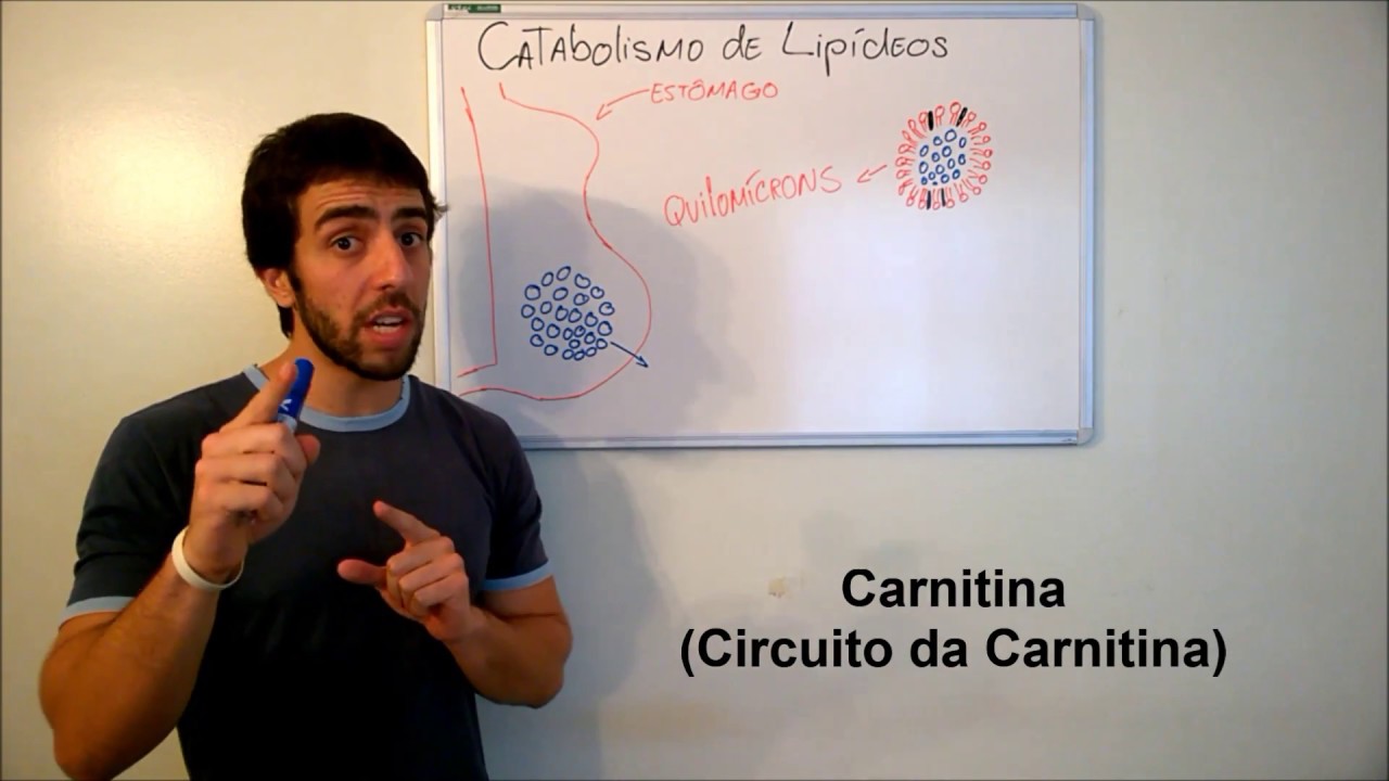 Bioquímica - Catabolismo Lipídico