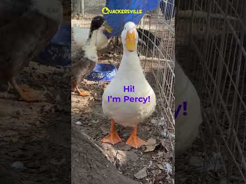 Cute Pekins Waiting On Food #duck #quackers #youtubeshorts #pekins