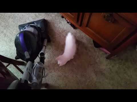 Vacuum vs Kitten