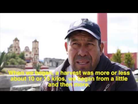 HONGOS SETAS PUEBLA (KOREAN) subtitulo Ingles, apoyo Grajas Carroll