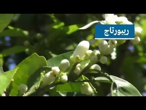 إنتاج واعد لماء الزهر وزيت زهر البرتقال في نابل التونسية