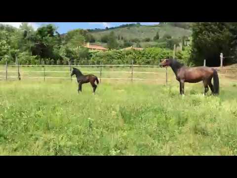 Cornet Obolensky x Casall x Carthago (filly 2017)