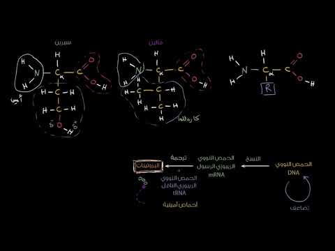 الصف العاشر الأحياء الجُزيئات الضخمة مقدمة إلى الأحماض الأمينيّة