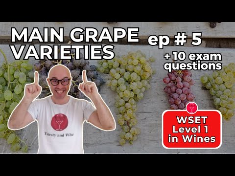 Main White & Red Grape Varieties 🍇 WSET Level 1 in Wines: Episode #5