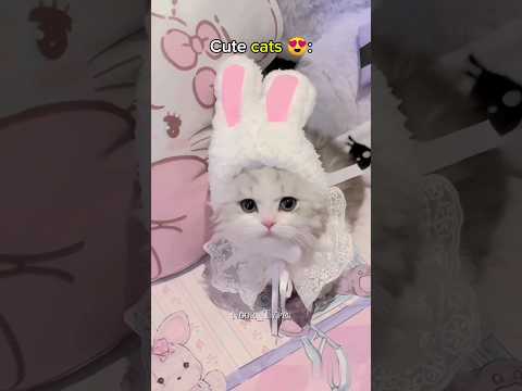 Cute cats pt. (4) 😍#subscribe #like s#cat #catmemes #catmemesfunny #catshorts #viral #shorts