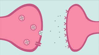 La connexion esprit-intestin