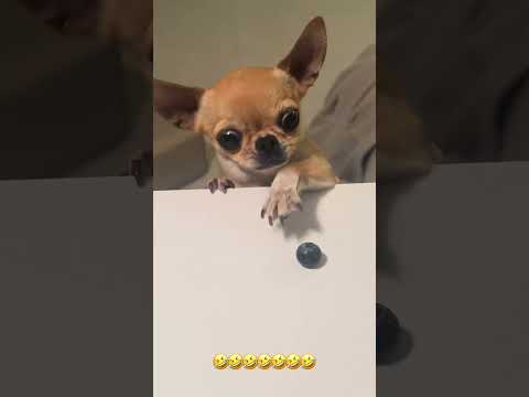 #funny #dog #pets #funnydogs #funnyanimals