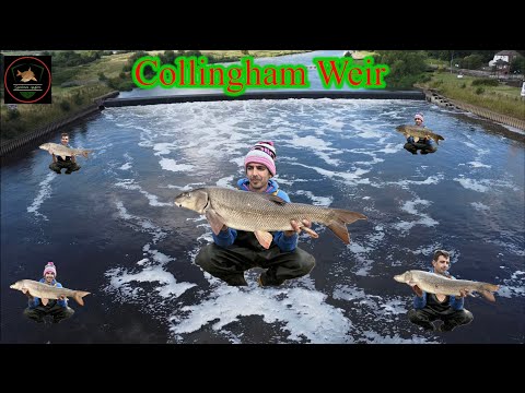 Barbel Fishing River Trent Collingham weir