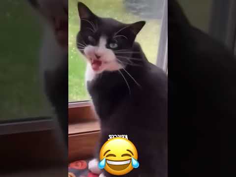 Funny and cute dogs compilation#funnydogs#cute#doglover#doglife#cure#dogshorts#pet#doglife#dogshorts