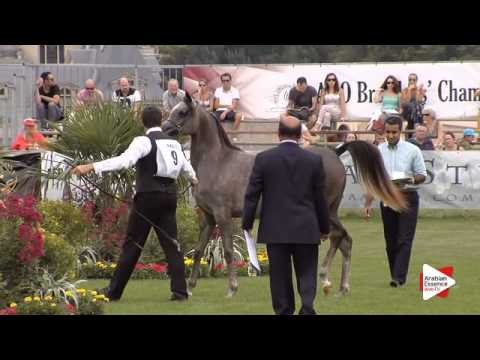 N.9 AJA ARABELLA - Chantilly 2015 ABCE - Fillies 1 year old (Class 1A)