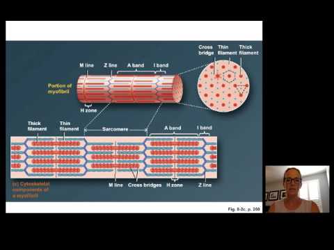 Lecture15 Muscle Physiology