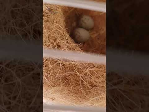 Canary breeding season 2020 part 2