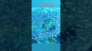 After 3 years, I just realized I could do this to Fontaine's fish tornado😆 #genshinimpact #shorts