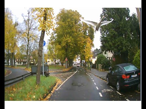 Гуси-лебеди летят