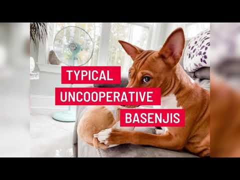 Typical Uncooperative Basenjis (until Dabi is super sweet to Prisca in the end)