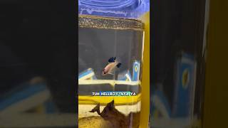 Download lagu Ikan cupang calon harga jutaan kata daniel?! Simak videonya! #fishkinian #ikanhias #fishcupang mp3 Download lagu Ikan cupang calon harga jutaan kata daniel?! Simak videonya! #fishkinian #ikanhias #fishcupang mp3