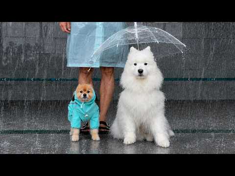 YouTube 썸네일