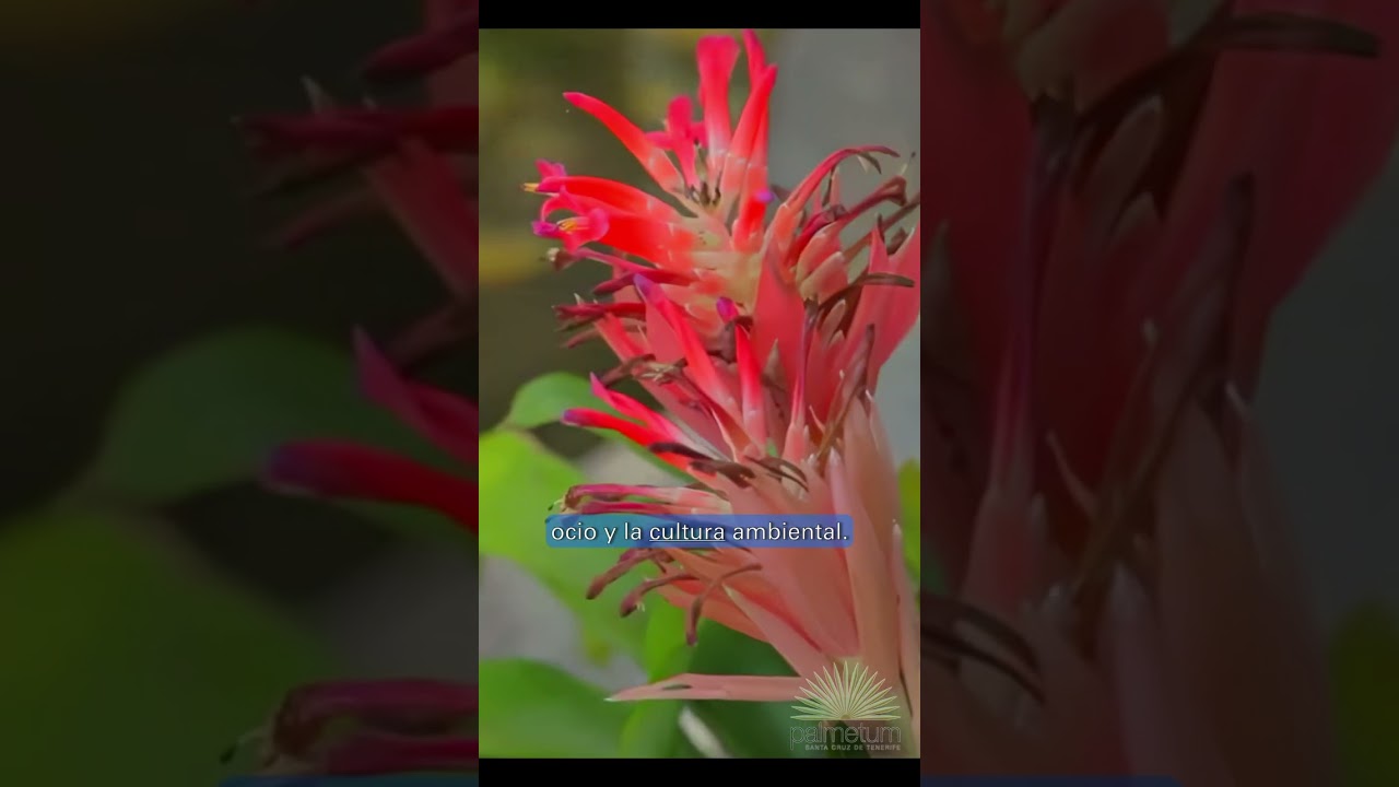 Palmetum Vertical Edit