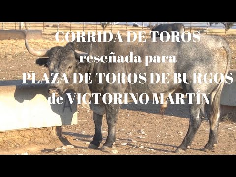 CORRIDA DE TOROS de VICTORINO MARTIN reseñada para PLAZA DE TOROS DE BURGOS