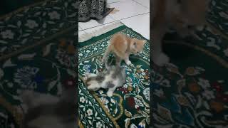 Download lagu Miaww! kucing kecilku hari ke 33/100 • 1 Okt 2025 #kucinglucu #kitten #dailyroutine mp3
