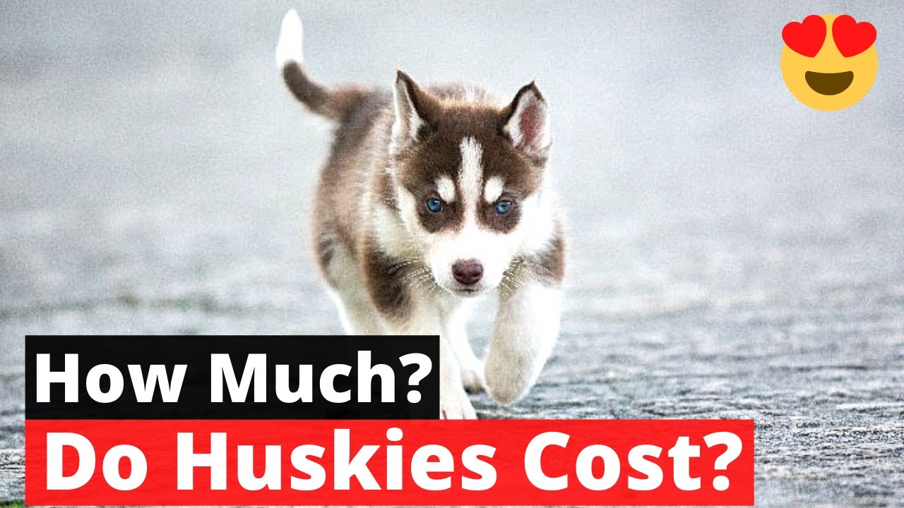 How Much Do Husky Puppies Cost? Tipseri