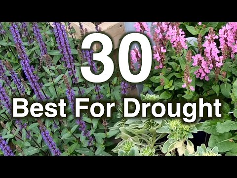 Drought Resistant Flowers. 30 Perennials Proven To Grow