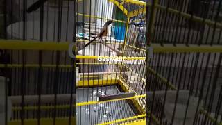 Download lagu Cendet Situbondo gacor mp3