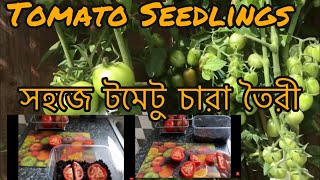 How to Germinate Tomato Seeds from Fresh Tomatoes