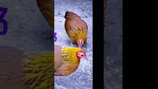 Download lagu poj qaib seev zoo heev li mp3
