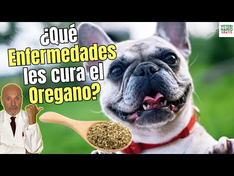 🐶 ¿QUE ENFERMEDADES CURA EL ORÉGANO EN LOS PERROS? 🐶