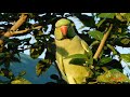 Parrot Calling Sounds