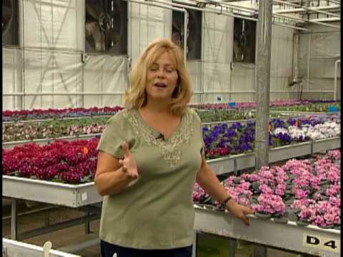 Optimara Nashville African Violet Production Facility