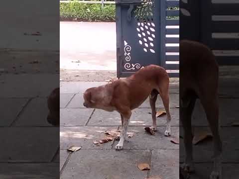 Cute Dog Funny Videos Part 84 #shorts #trending #amazing #funny #comedy #dog