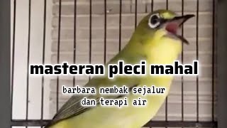 Download lagu masteran pleci barbara nembak sejalur mp3