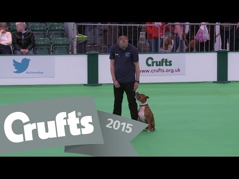Inter-Regional Obedience - Novice Class - Part 3 | Crufts 2015